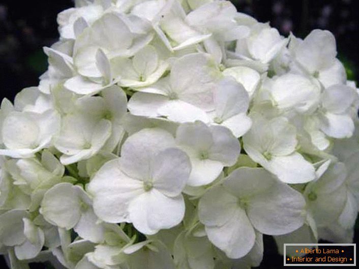 Inflorescencia de hortensias blancas como la nieve