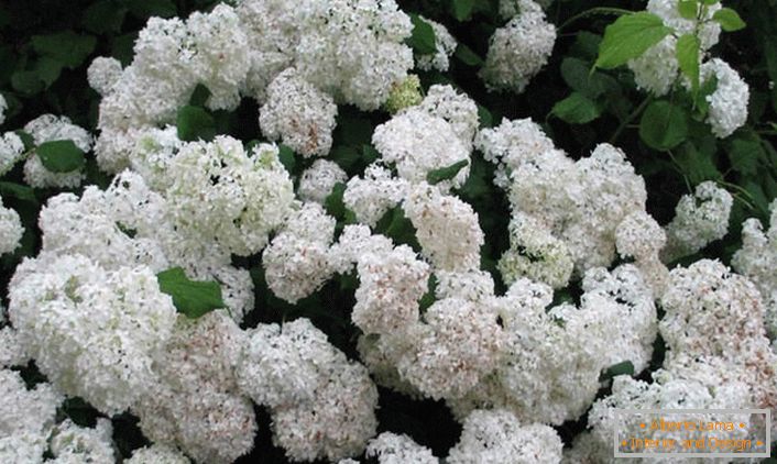 Garden snow-white hydrangea es una solución de diseño universal para cualquier diseño de paisaje.