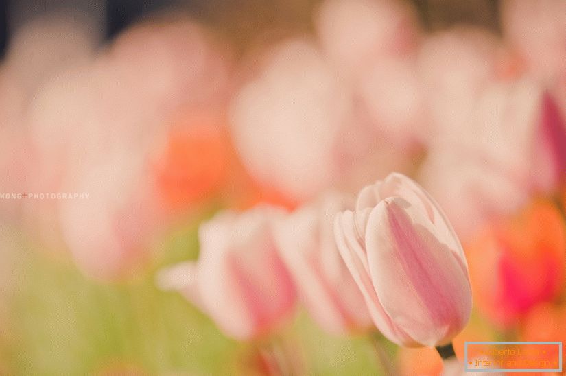 Foto delicada de tulipanes