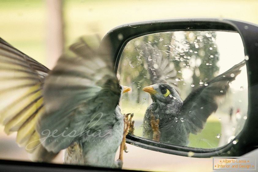 El pájaro mira en el espejo lateral del auto
