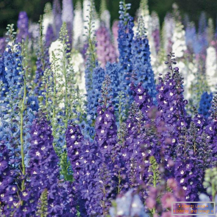 Alfombra de Delphinium