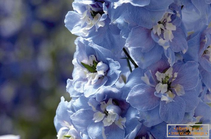 Brotes azules y blancos del Delphinium