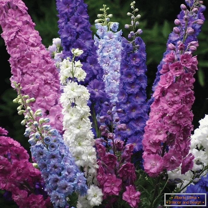 Ramo de coloridas inflorescencias del Delphinium