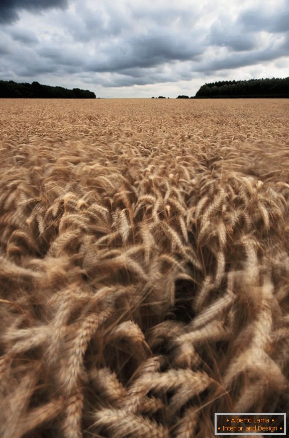 Tiempo nublado sobre un campo de trigo