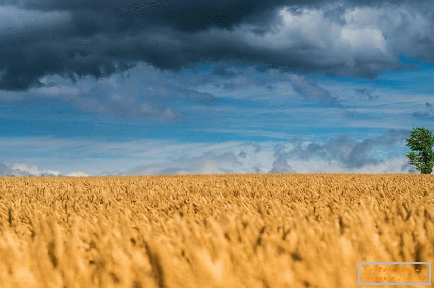 Encantadoras fotos de campos de trigo
