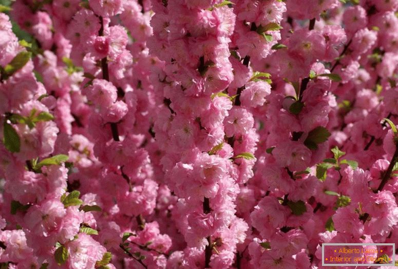 Las almendras de arbusto se refieren a la hermosa floración. Almendra de tres lóbulos de espuma rosa.