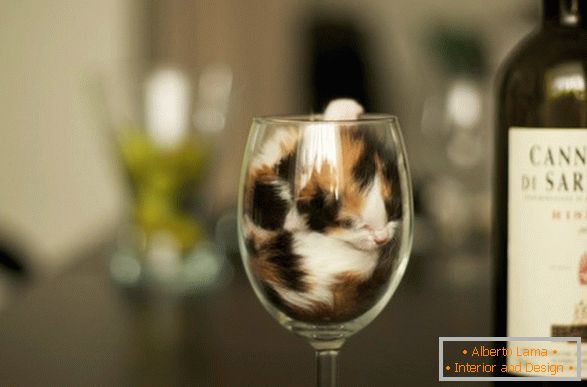 Un gatito en una copa de vino
