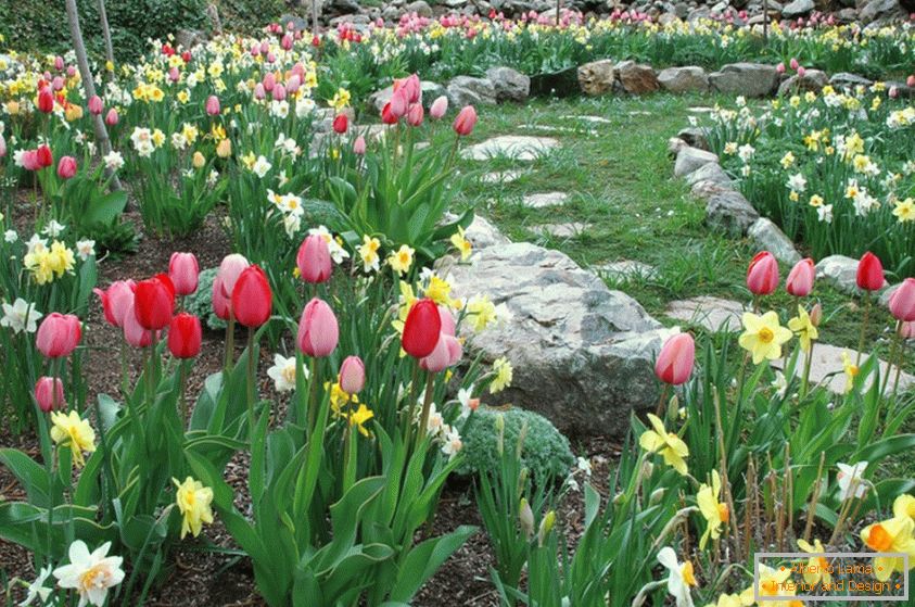Narcisos y tulipanes