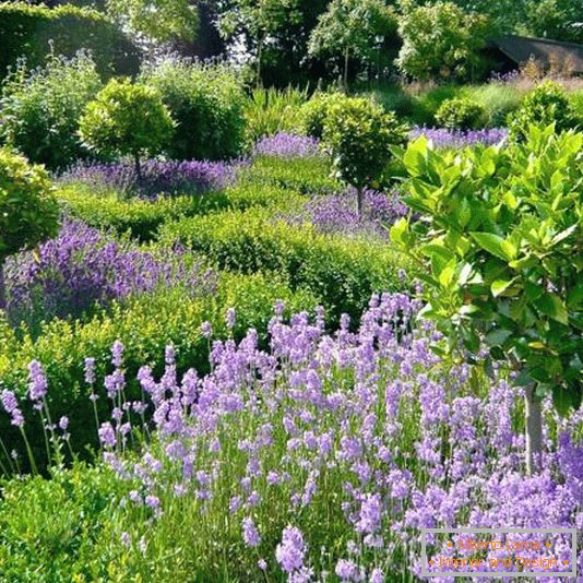Jardín con senderos estrechos y flores altas