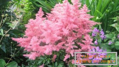 Astilba japonés y chino: variedades y características de