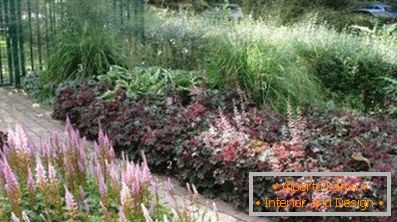 Astilba japonés y chino: variedades y características de