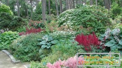 Astilba japonés y chino: variedades y características de