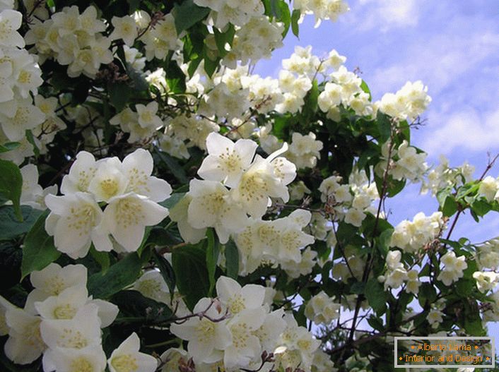 El jazmín es un arbusto de la familia de las aceitunas con flores blancas en forma de estrella. La tierra natal de jazmín se considera Arabia y el este de la India.