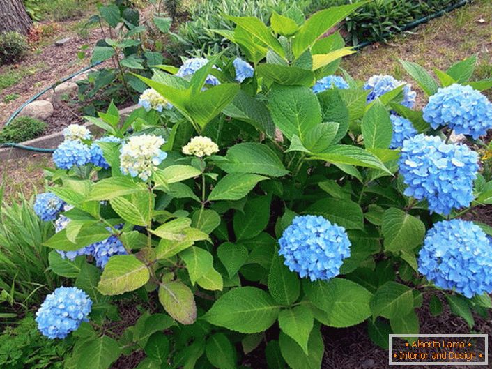 Hortensia de hoja ancha Bloom Star con flores azules.