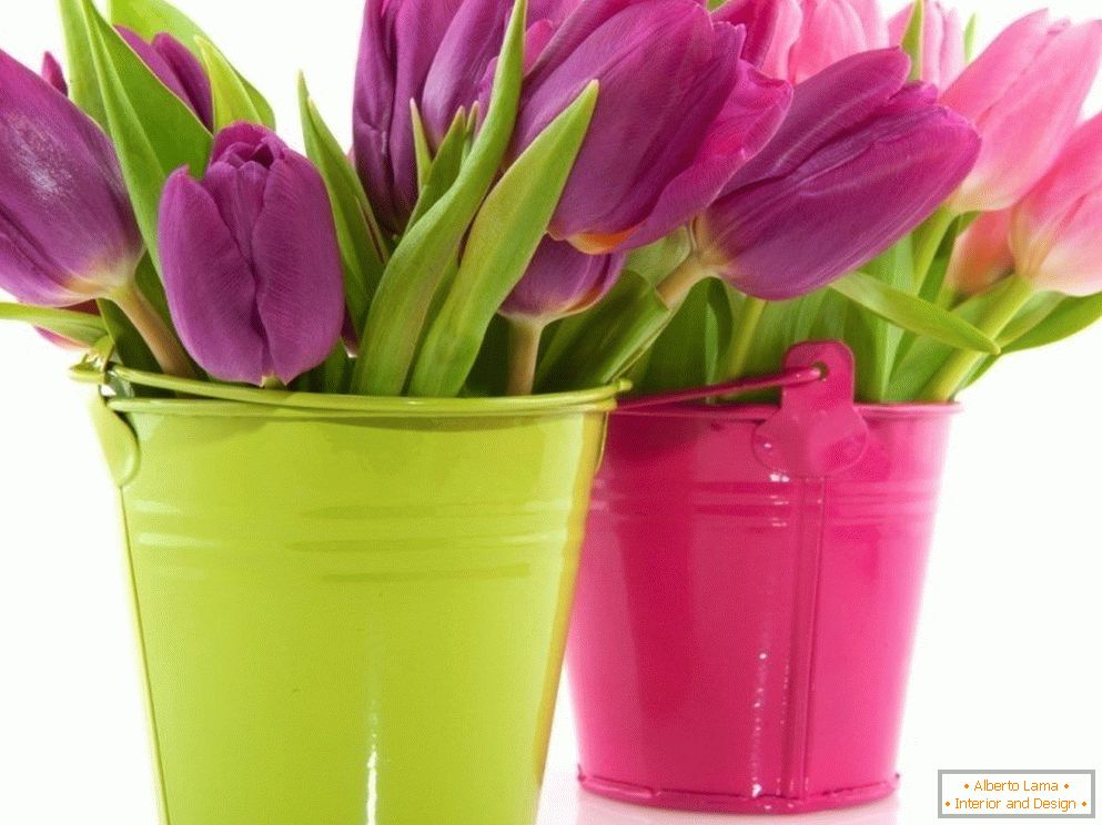 Tulipanes en cubos de colores