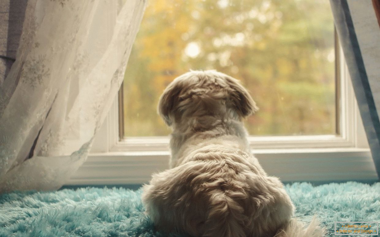 Tumbona para el perro en el alféizar de la ventana
