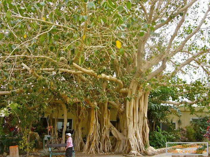 En Tailandia, el ficus se considera un árbol sagrado y como un símbolo se representa en los brazos del país.