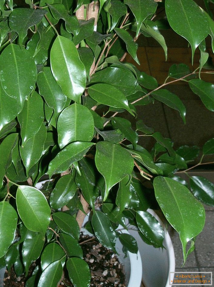 Ficus Benjamin. Una planta arborescente de la cual los amantes forman concienzudamente bonsai (el arte de cultivar árboles enanos con fines decorativos).