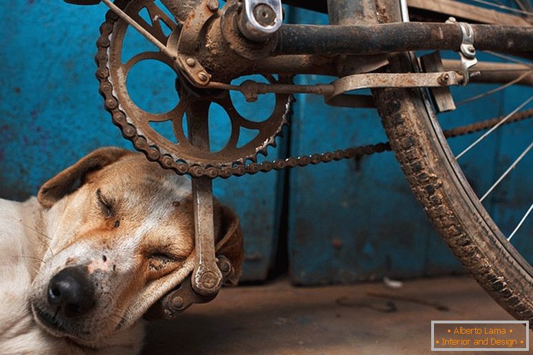 El perro se durmió en el pedal de la bicicleta
