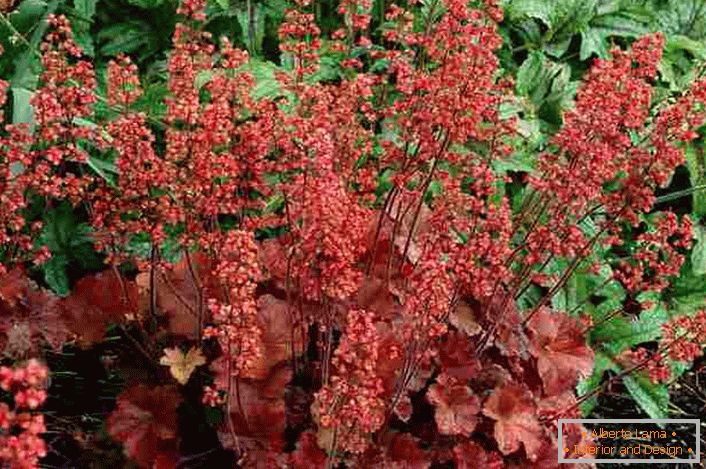 Geyhera rojo oscuro