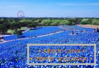 Campos azules hipnóticos en Hitachi-Seaside Park, Japón