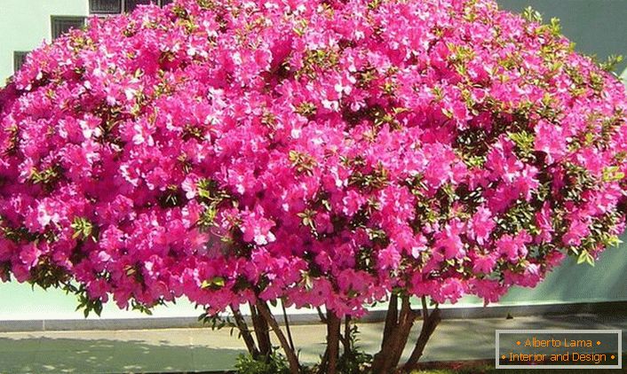 La popularidad de la petunia entre los jardineros está determinada por las cualidades decorativas, una amplia variedad de colores, formas geométricas. 