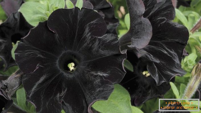 Petunia aristócrata de color negro Terciopelo negro.