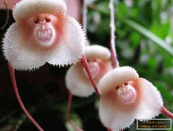 Orquídea de las orillas del Amazonas