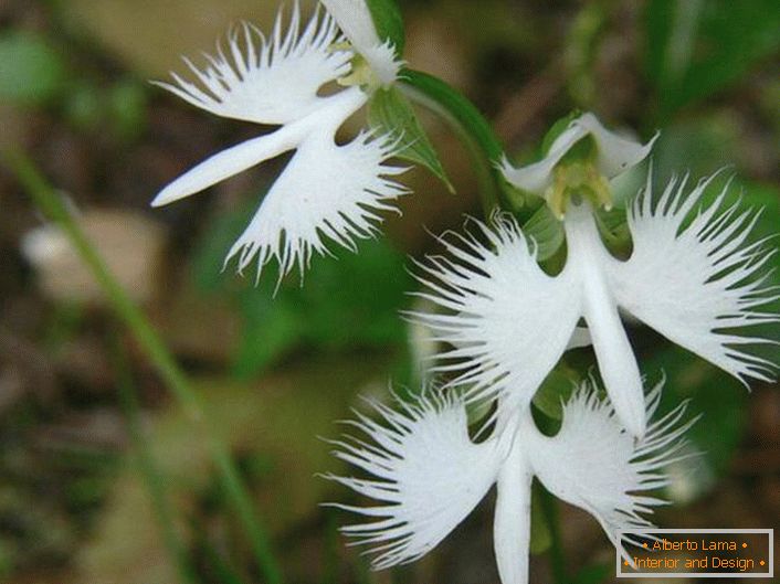 Una flor sorprendentemente inusual que se asemeja a una cigüeña blanca. La orquídea es japonesa.
