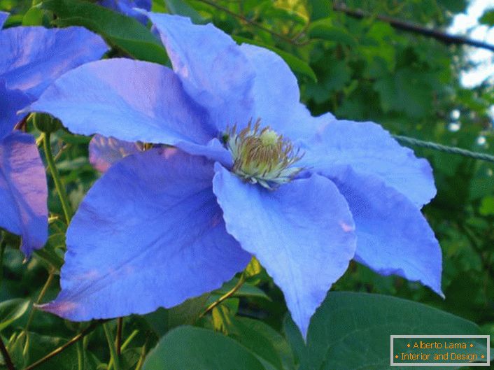 Clemátide azul pálido en el área suburbana.