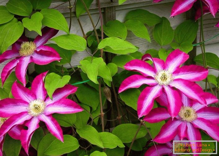 La clemátide de color carmesí brillante se convertirá en una decoración de contraste en el patio de la casa de campo.