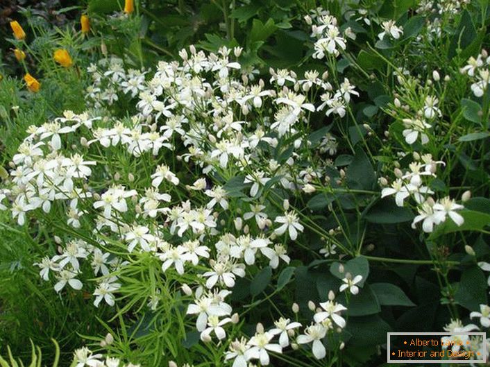 Clematis blanca como la nieve en el área suburbana.