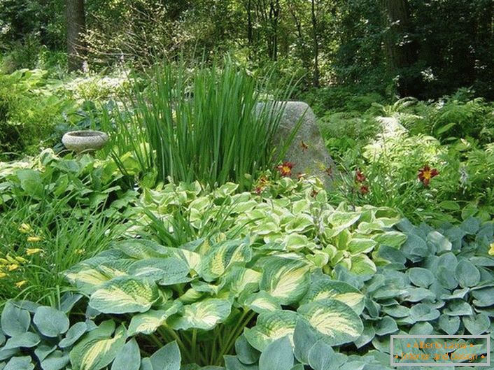 La parte sombreada del jardín con una selección competente de arbustos, complacerá con una isla verde jugosa y colores de flores tranquilos.