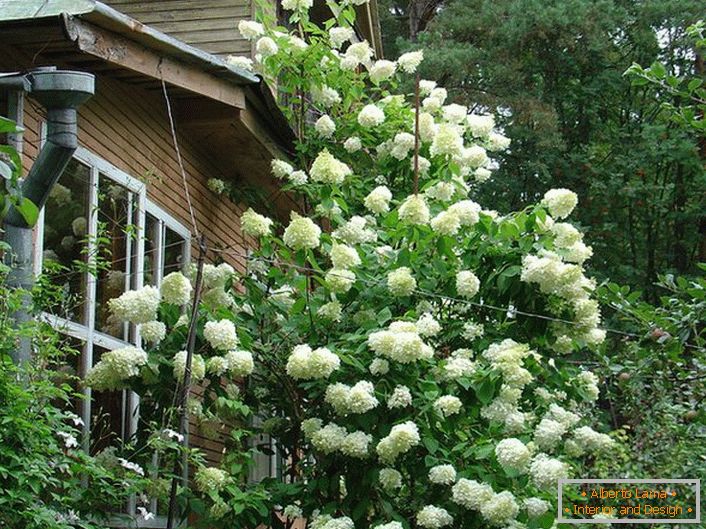Un gran arbusto de hortensias blancas en el fondo de la casa de campo.