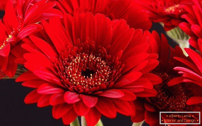 Flores de gerbera rojo brillante