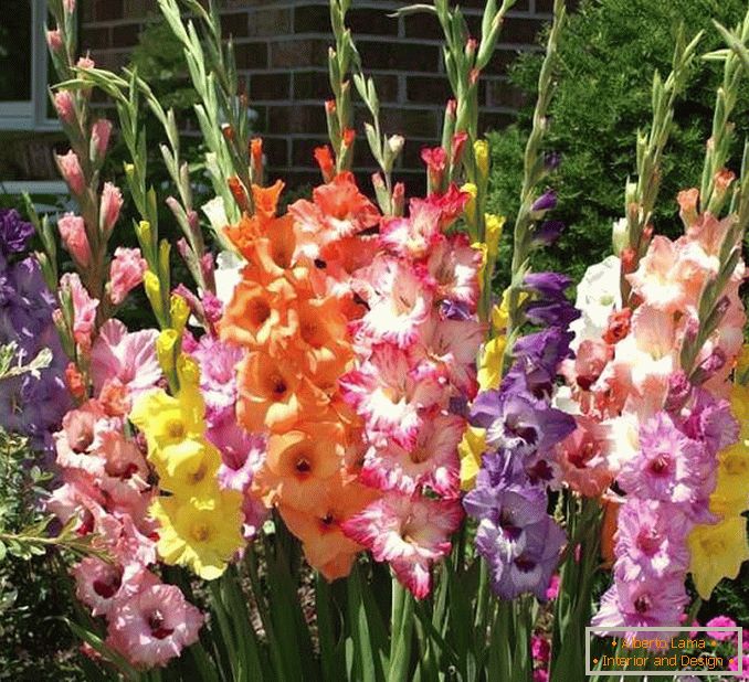 дизайн macizos de flores en el patio de una casa privada photo 5