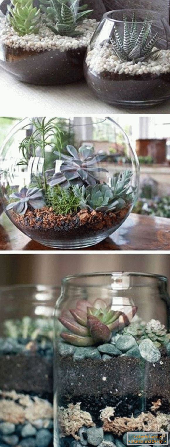 Plantas en macetas transparentes