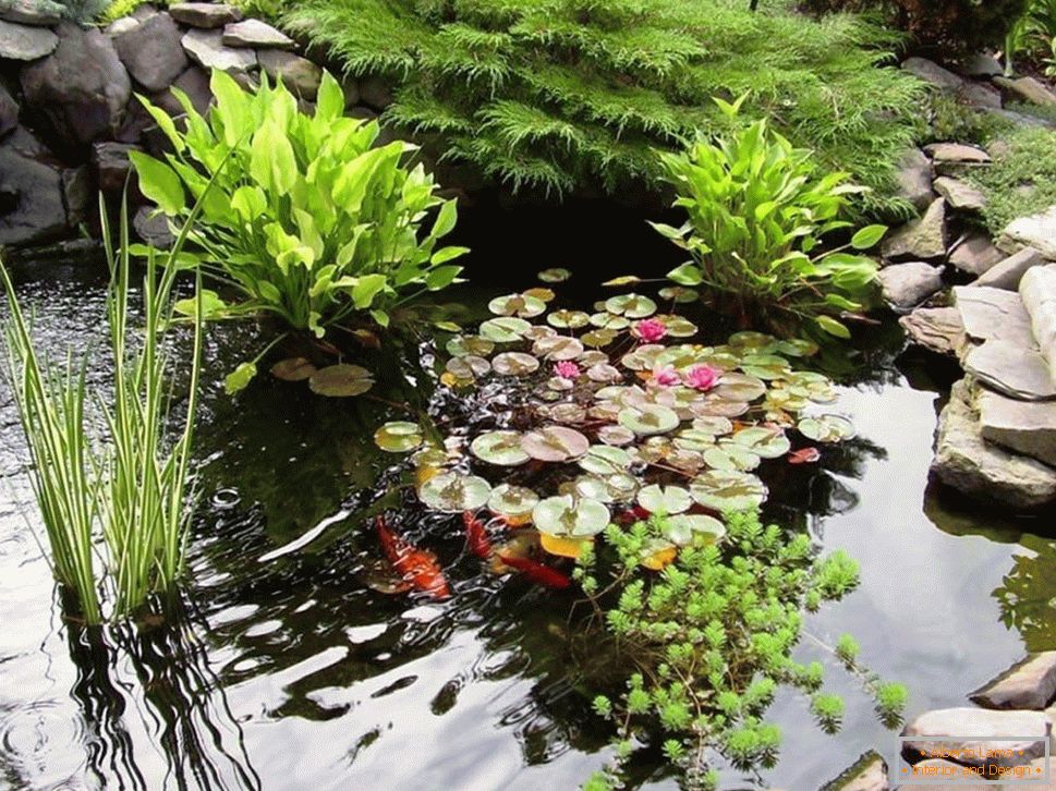 Plantas acuáticas en el estanque