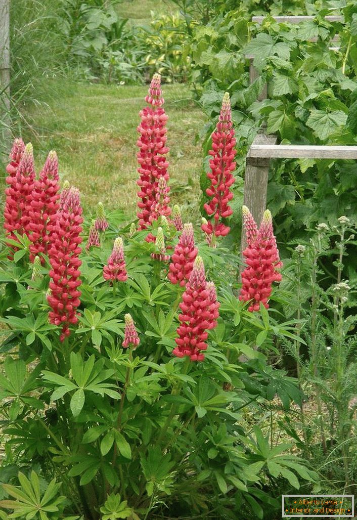 Lupin en el patio