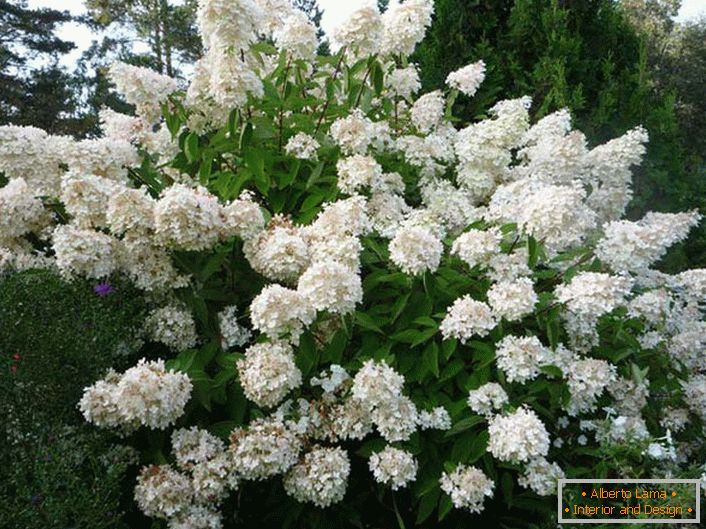 Paniculado de Hortensia: un arbusto alto y exuberante para su cuadro interior.