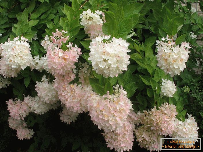 Los capullos de rosa pálido de las hortensias se plantan justo encima de la casa.