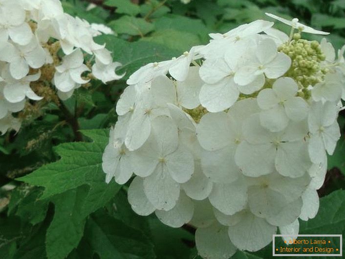 Las flores de Hortensia blancas como la nieve son de roble. 
