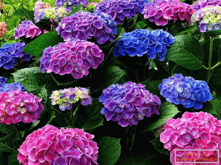 Inflorescencia multicolor de hortensias. Las flores azules, rosadas y púrpuras se entrelazan armoniosamente.