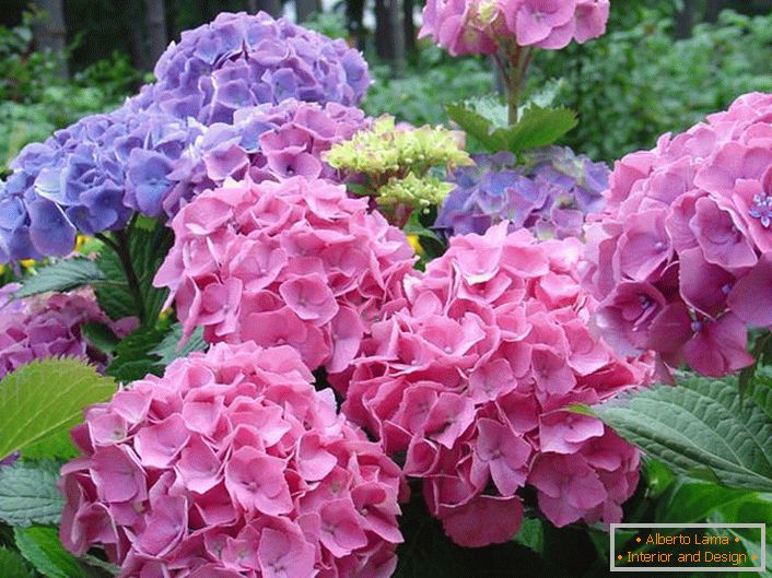 Las inflorescencias de color rosa pálido y púrpura pálido son favoritas entre los jardineros modernos.