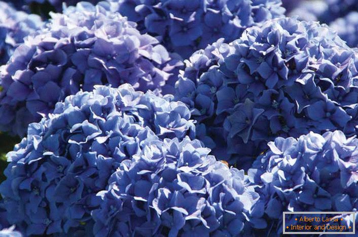 Las flores violetas de las hortensias de jardín se recogen en voluminosas y exuberantes inflorescencias de forma redondeada.