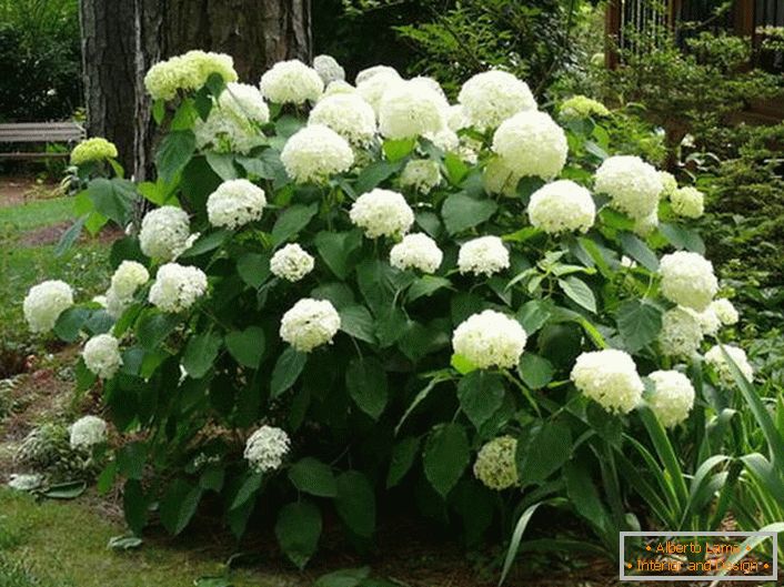 El arbusto de la hortensia con una gran inflorescencia blanca de forma clásica es una excelente decoración para el umbral de la casa.