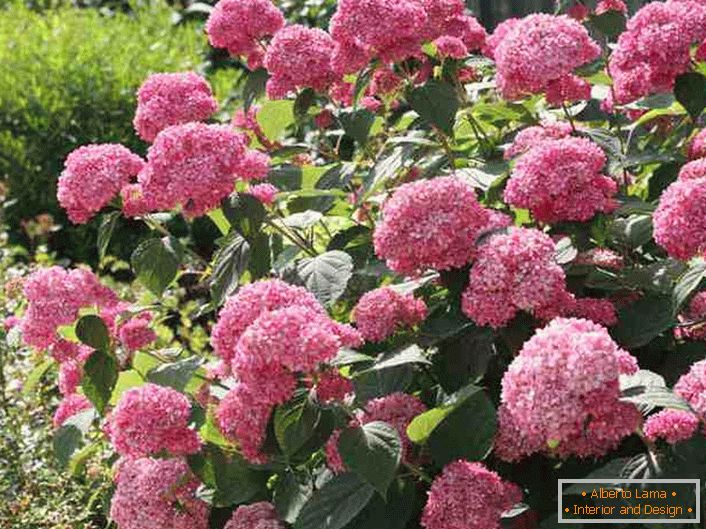Inflorescencias brillantes de una hortensia de un color rosa brillante similar a un árbol.