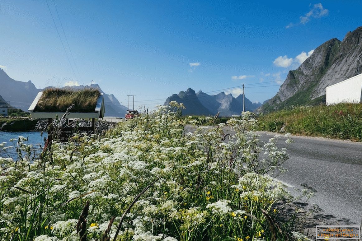 Hermosos campos de flores en Noruega