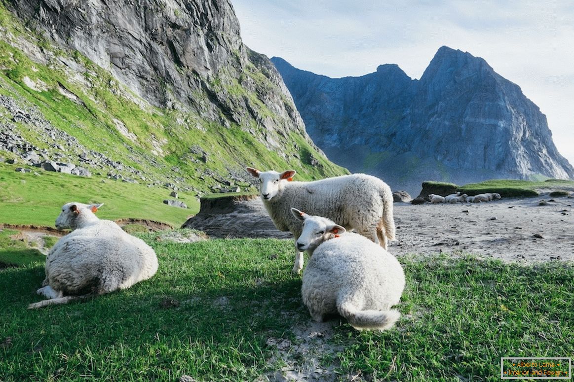 Rebaño de ovejas en las montañas de Noruega