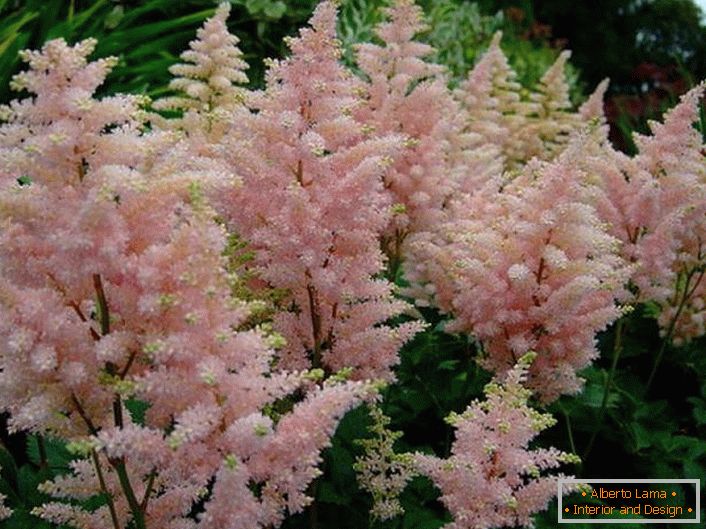 La astilba rosa pálida es una flor elegante. Los brotes delicados contrastan con el fondo verde.